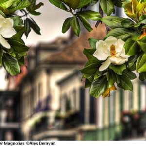 Magnolias Flowers in French Quarter of New Orleans.