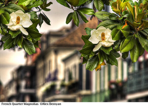 Magnolias Flowers in French Quarter of New Orleans.